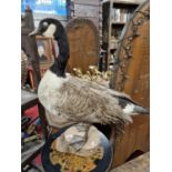 A very large Taxiderny of a Goose standing on a timber block.