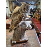 A taxidermy of an Owl and its prey perched on a block.