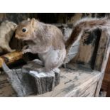 A Taxidermy of a grey Squirrel on a stump.
