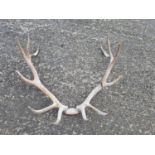 A twelve point Stags Antlers.