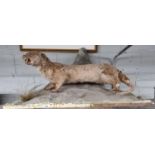 A large Taxidermy of an otter in a naturalistic setting.