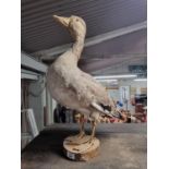 A large Taxidermy of a goose standing on a block.