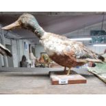 A Taxidermy of a duck in a naturalistic stance.