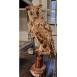 A taxidermy of an Owl perched on a post.