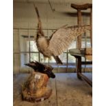 A Taxidermy of a Kite with prey in its talons in a naturalistic setting.