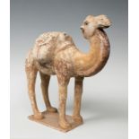 Camel; China, Tang Dynasty, AD 619-906.Polychrome terracotta.Thermoluminescence certificate