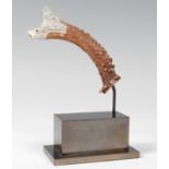 Carved roe deer horn, probably of Belgian manufacture.Measurements: 22 cm total height; 14 cm pole