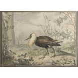 Watercolour of an Exotic Bird (attributed to Edouard Travies)