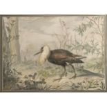 Property of a Gentleman. Watercolour of an Exotic Bird. Attributed to Edouard Travies (1809 - 1865).