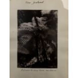 A Collection of 63 Photographs of New Zealand and Topographical Interest (19th Century)