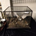 GLASS CASE WITH TAXIDERMY KESTRAL & FIELD MOUSE
