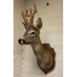 TAXIDERMY TOE BUCK HEAD ON OAK SHIELD