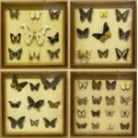 BUTTERFLY COLLECTIONS IN FOUR FRAMES