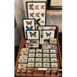 COLLECTION OF BUTTERFLIES & INSECTS