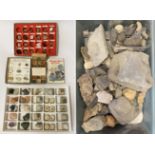 TRAY OF FOSSILS & ROCK SAMPLES