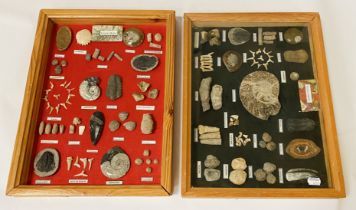 TWO FRAMED FOSSIL COLLECTIONS