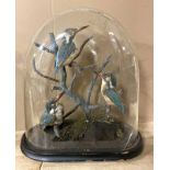 TAXIDERMY 3 BIRDS UNDER GLASS DOME - A/F (GLASS DOME CRACKED)