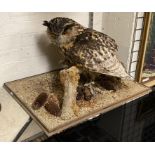 LARGE VICTORIAN EAGLE OWL - TAXIDERMY