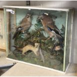 3 BIRDS & FERRET - CASED TAXIDERMY A/F