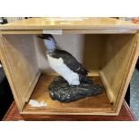 GUILLEMOTT TAXIDERMY BIRD IN BOX