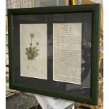 JAMES SOWERISY HAND COLOURED ENGRAVING WITH CERTIFICATE 18CMS X 10CMS