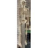 SKELETON 160CMS (H) APPROX