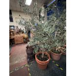 OLIVE TREE IN POT