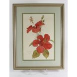 Shirley Teed (1933-2018), red Hibiscus, watercolour, signed and dated '86, 29 x 20cm. Shirley Teed