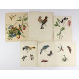 Six early 19th century watercolours, one dated 1814, depicting Humming Birds from Carolina,