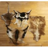 A collection of four animal furs/skins, to include three goat and one kangaroo, largest 110cm x 70cm