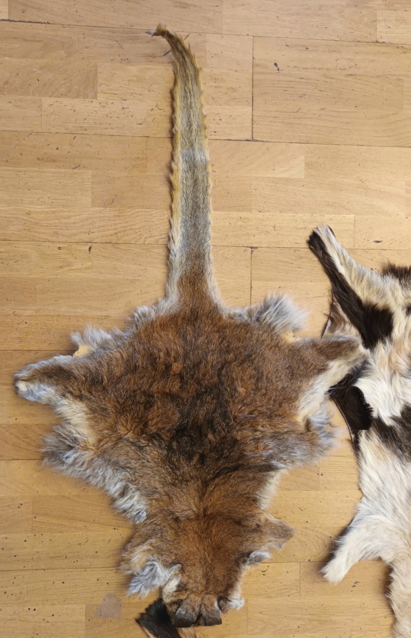 A collection of four animal furs/skins, to include three goat and one kangaroo, largest 110cm x 70cm - Image 4 of 5