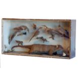 Taxidermy: A Late Victorian cased Common Brushtail Possum (Trichosurus vulpecula), a full mount