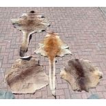 Four Australian Kangaroo tanned leather hides, various sizes, the largest been 190cm x 110cm. (4)