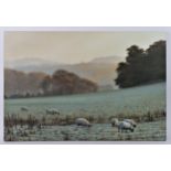 Paul James (contemporary), sheep on a misty morning, oil on canvas, signed, unframed, 50 x 76cm