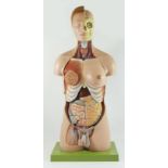 A T Gerrard & Co anatomical teaching aid, in the form of a hermaphrodite, with numbered removal