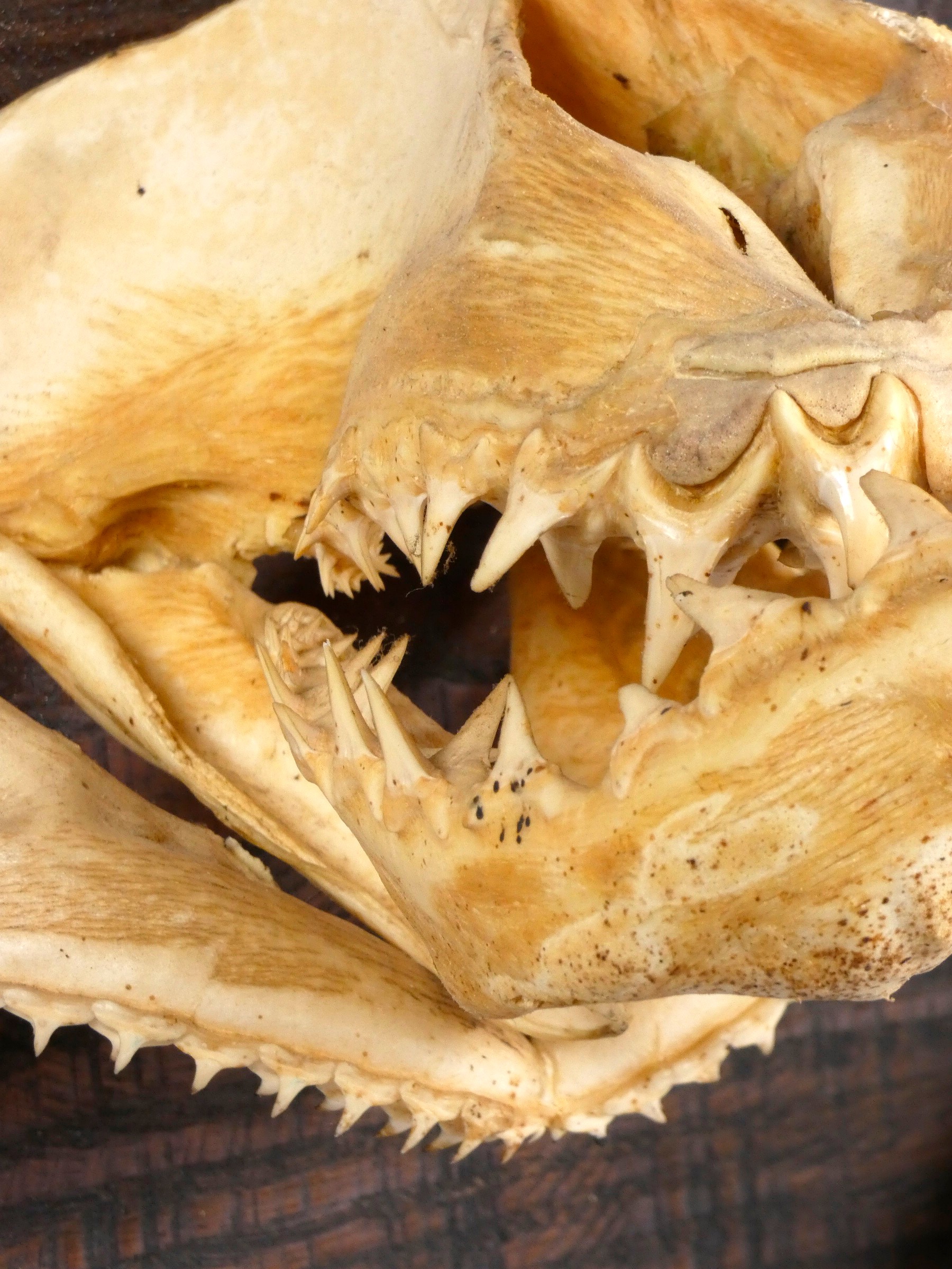 Taxidermy - a tiger shark jaw, with original teeth, length 22cm and a shark jaw bone, with - Image 3 of 3