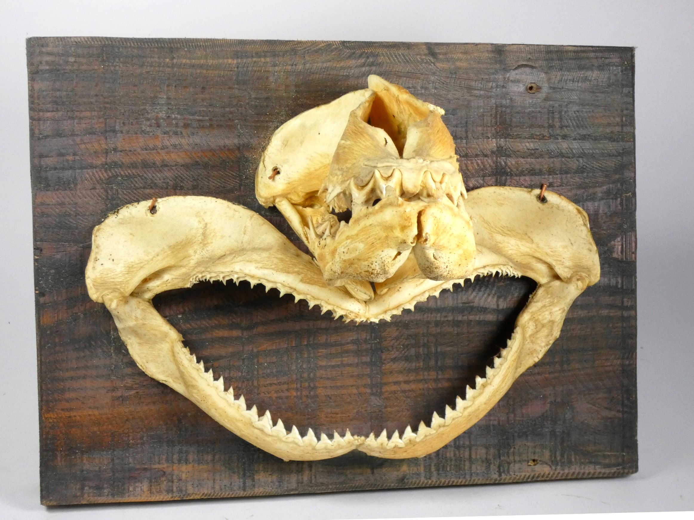 Taxidermy - a tiger shark jaw, with original teeth, length 22cm and a shark jaw bone, with