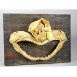 Taxidermy - a tiger shark jaw, with original teeth, length 22cm and a shark jaw bone, with