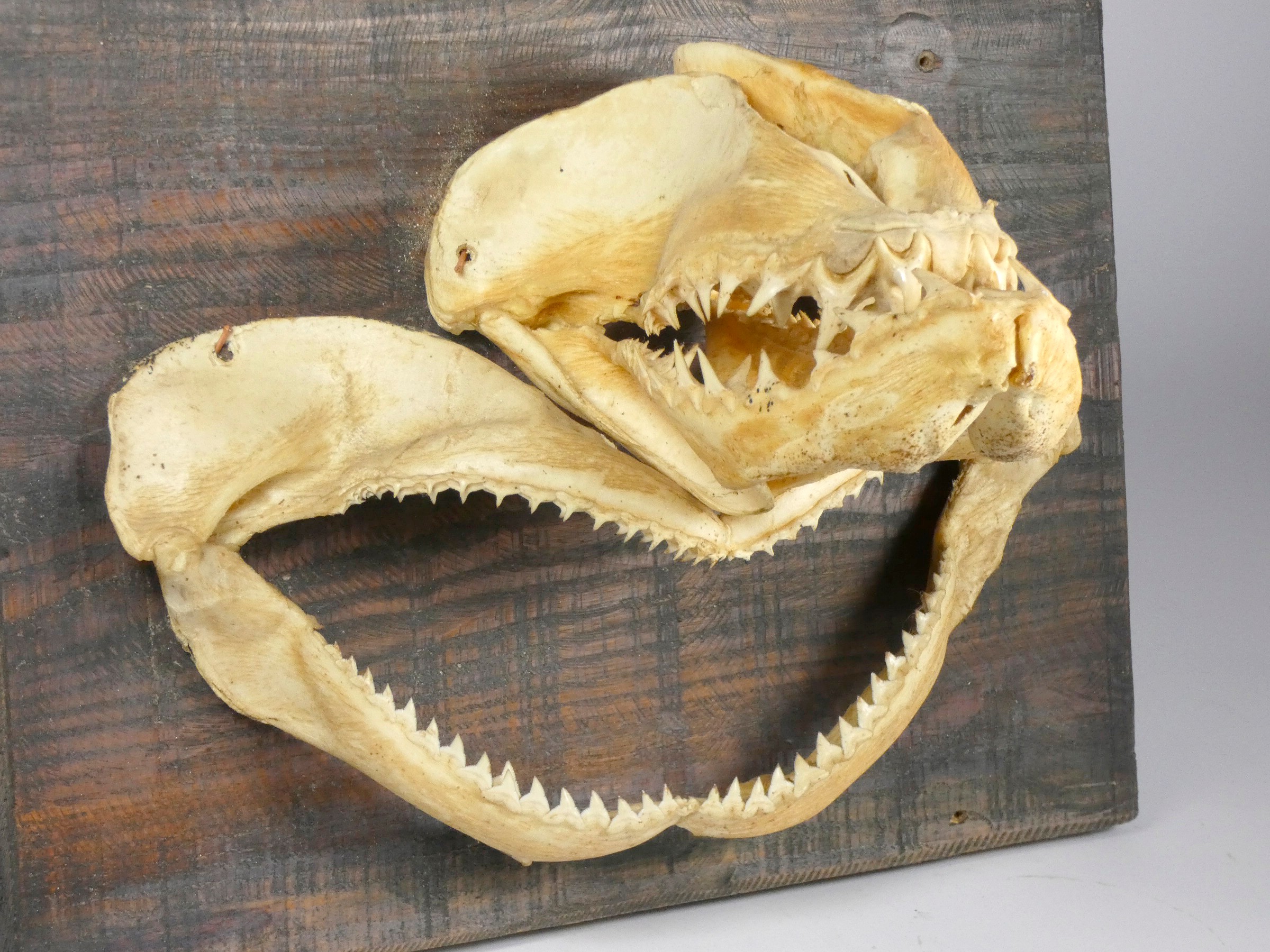 Taxidermy - a tiger shark jaw, with original teeth, length 22cm and a shark jaw bone, with - Image 2 of 3