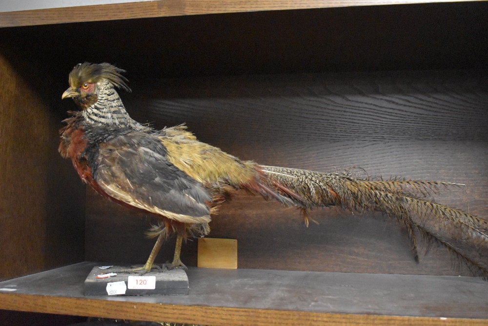 A taxidermy study of a pheasant