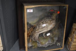 A cased taxidermy study of a game bird