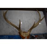 A set of mounted antlers