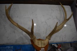 A set of mounted antlers