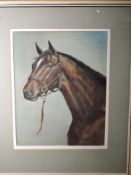 An oil painting, G Thompson, horses head, 42 x 33cm, plus frame and glazed