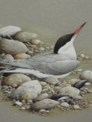 A watercolour, Terance James Bond, Artic Tern, signed, 50 x 37cm, plus frame and glazed