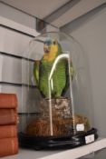 A Taxidermy Amazonian blue fronted parrot in glass dome...'lovely plumage'.