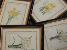 A set of four repro prints, Narcisse, 28 x 20cm, each plus frame and glazed