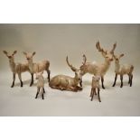 A collection of Beswick Deers; Stag lying down 954, Stag standing 981 Three does 999A and two