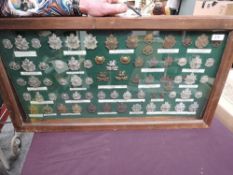 A large display case containing Border Regiment Cap Badges including 3rd Volunteer Batt Cap & Collar