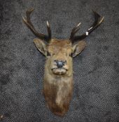 A late Victorian taxidermy study of a stags head having glass eyes and five point antlers